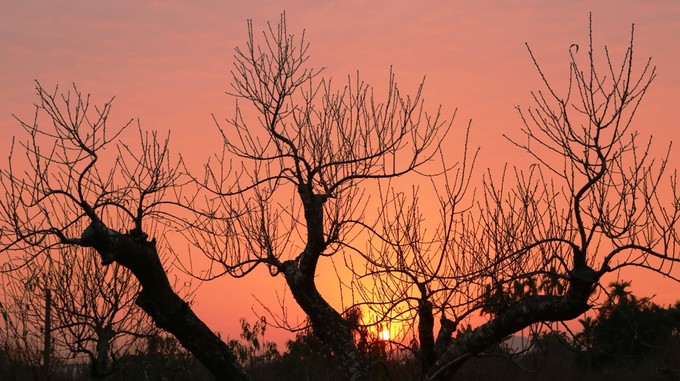 Vườn đào cổ thụ Hải Phòng chờ Tết